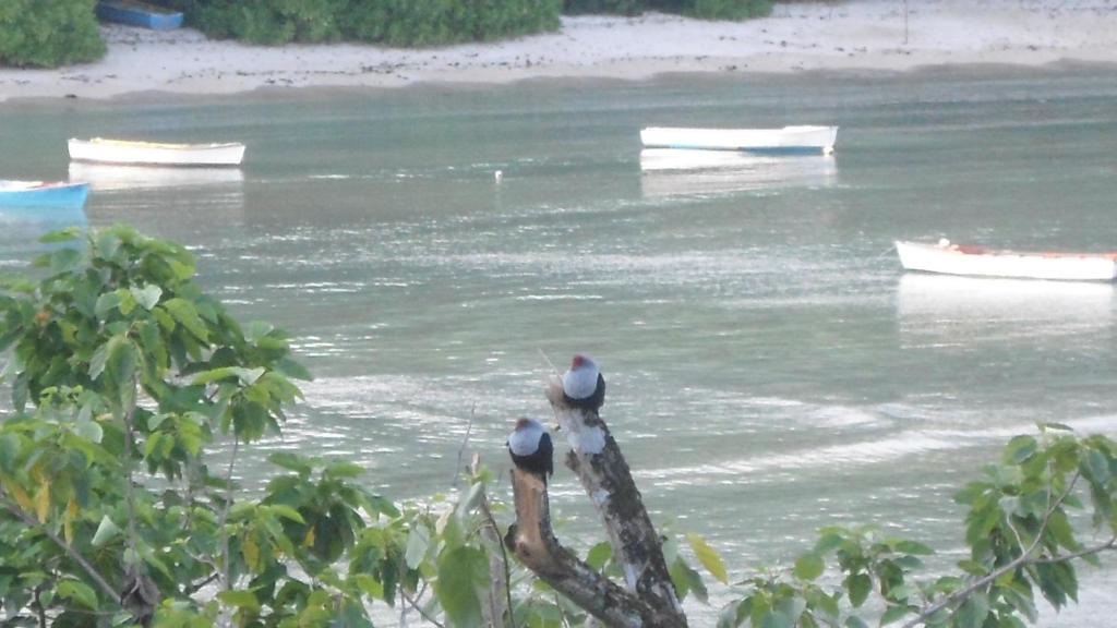 Seychelles Anse Boileau Kültér fotó